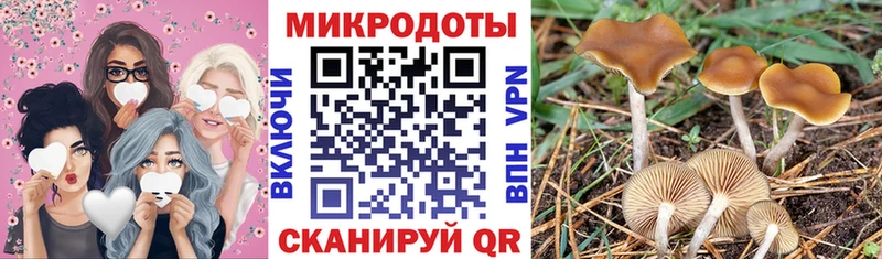 где найти   Ветлуга  Галлюциногенные грибы Psilocybe 